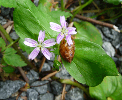 Siberian Spring Beauty (Montia sibirica) Ward Lake Ketchikan AK