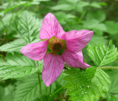 Salmonberry (Rubus spectabilis) Ward Lake Ketchikan AK