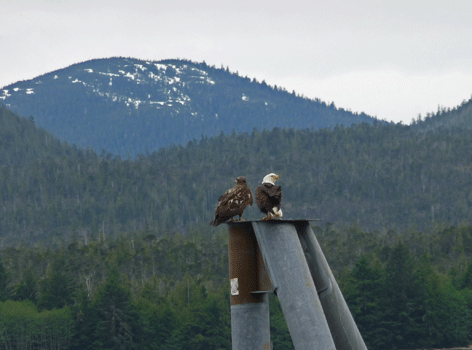 Bald Eagles Ketchikan AK