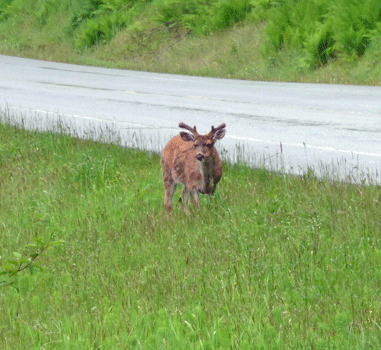 Sitka black-tailed deer Petersburg AK