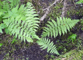 Lady Fern Settler's Cove Ketchikan AK