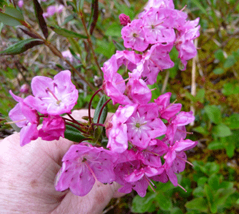 Bog Laurel Mitkoff Island, AK