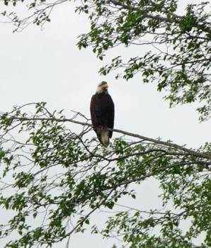 Bald Eagle in tree Mitkoff Island, AK