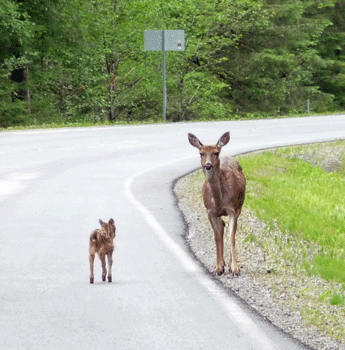 Sitka black-tailed deer and fawn