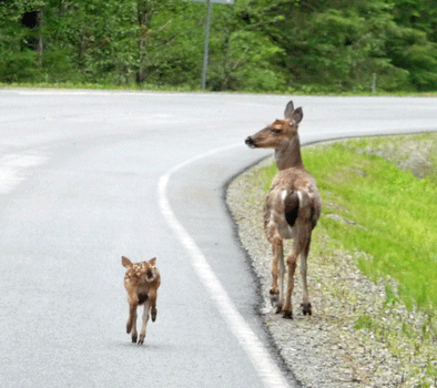 Sitka black-tailed deer and fawn
