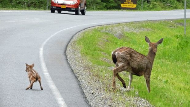 Sikta black-tailed deer and fawn