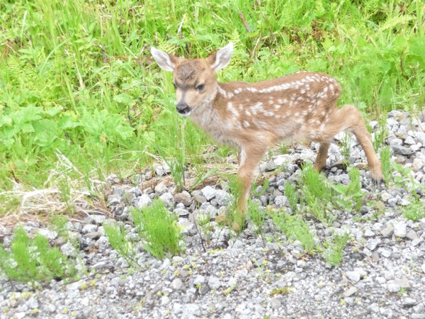 Sitka black-tailed fawn