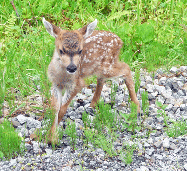 Sitka black-tailed fawn
