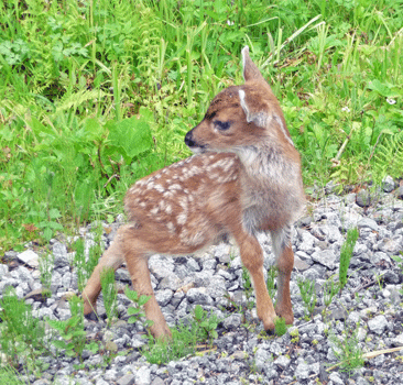 Sitka black-tailed fawn