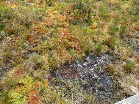 Muskeg bog Blind RIver Rapids Mitkoff Island, AK