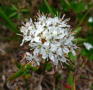 Labrador Tea (Ledum groenlandicum)