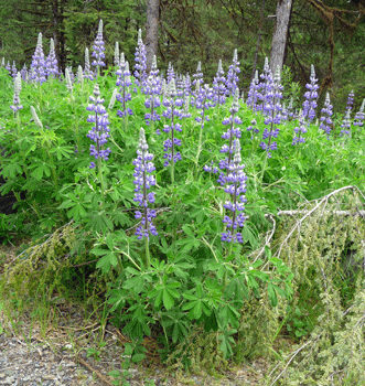 Lupine at Blind River Slough Mitkof Island, AK