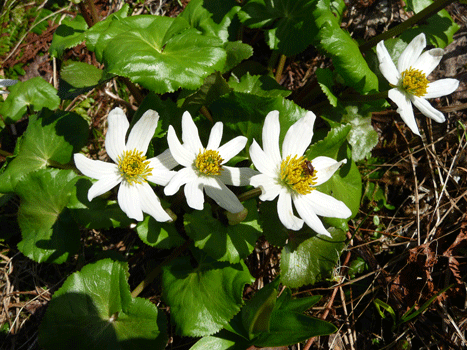 Starflowers (Trientalis europea)