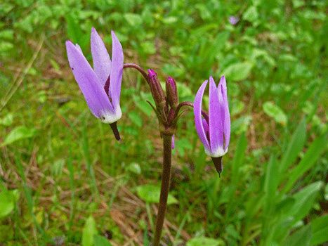 Northern Shooting Star Petersburg AK