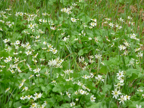 Northern Starflowers Petersburg AK