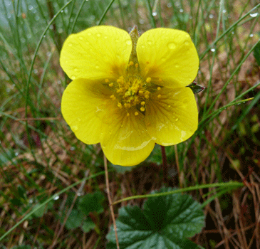 Marsh Marigold Petersburg AK