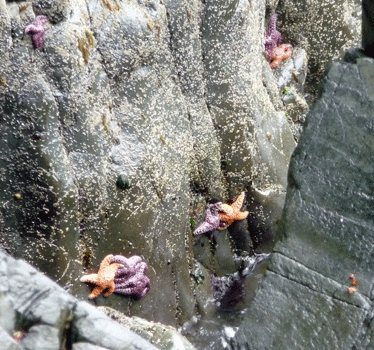 Sea stars Whale Park Sitka AK