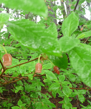 Bog Blueberries Whale Park Sitka AK