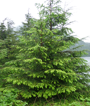 Sitka Spruce Whale Park Sikta AK