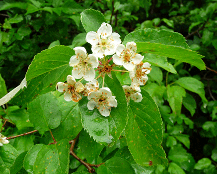 Oregon Crab Apple Whale Park Sitka AK