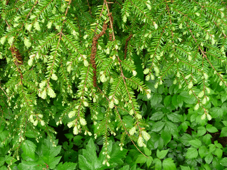 Western Hemlock Whale Park Sitka AK