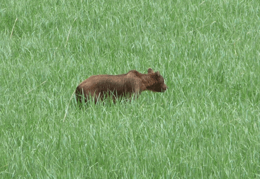 Brown bear in Starrigavan estuary Sitka AK