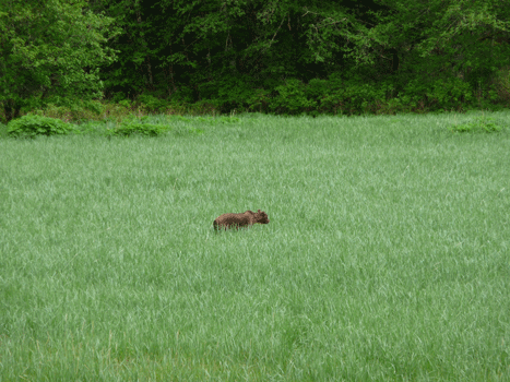 Brown bear in Starrigavan estuary Sitka AK