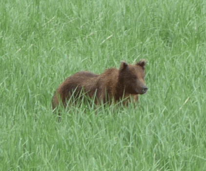 Brown bear in Starrigavan estuary Sitka AK