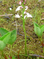 Buckbean (Menyanthes trifoliata) Petersburg AK