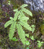 Maidenhair ferns Sitka AK