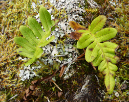 Licorice Fern Juneau AK