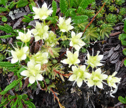 Yellow Spotted Saxifrage (Saxifraga bronchialii) Denali AK