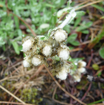 Tall Pussy Toes (Antennaria pulcherrima) Denali AK