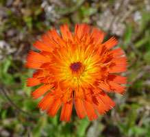 Orange Hawkweed (Pilosella aurantiaca) Kenai AK