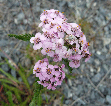 Pink Yarrow (Achhillea millefolium) Valdez AK