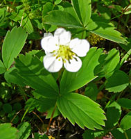 Wild strawberry (Fragaria vesca) Pine Lake Yukon