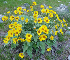 arrowleaf balsamroot (Balsamorhiza sagittata) Alta Lake State Park WA