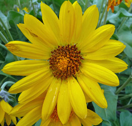 arrowleaf balsamroot (Balsamorhiza sagittata) Alta Lake State Park WA