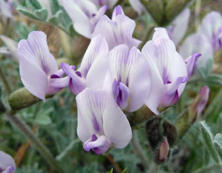 Closeup of woollypod milkvetch (Astragalus purshii) Alta Lake State Park WA