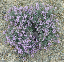 woollypod milkvetch (Astragalus purshii) Alta Lake State Park WA