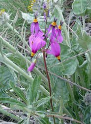 Bonneville shooting stars (Dodecatheon conjugens) Alta Lake State Park WA