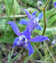 Twolobe Larkspur (Delphinium nuttallianum) Alta Lake State Park WA