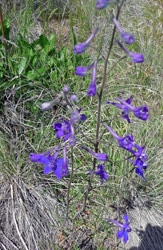 Twolobe Larkspur (Delphinium nuttallianum) Alta Lake State Park WA