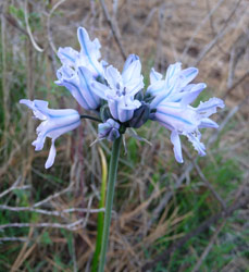 Douglas' trieleia (triteleia douglasii) Alta Lake State Park WA