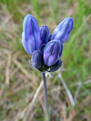 Douglas' trieleia (triteleia douglasii) Alta Lake State Park WA