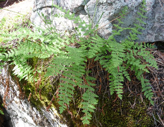 ladyferns (Athyrium filix-femina) Alta Lake State Park WA