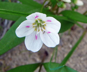 Lanceleaf springbeauty (Claytonia lanceolata) Alta Lake State Park WA