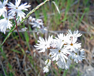 Prairie stars (Lithophragma parviflora) Alta Lake State Park WA