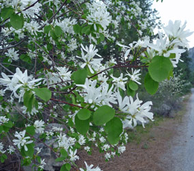 Western serviceberries (Amelanchier alnifolia) Alta Lake State Park WA