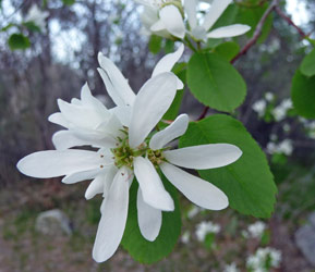 Western serviceberries (Amelanchier alnifolia) Alta Lake State Park WA